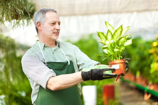 Gärtner überprüft eine Pflanze — Stockfoto