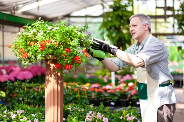 Jardineiro verificando uma planta — Fotografia de Stock