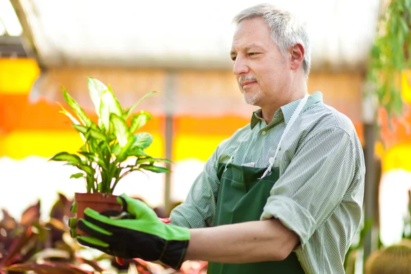 Gardener checking a plant — Stock Photo, Image