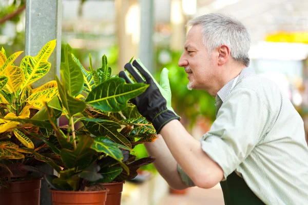 Gardener examining a plant in a greenhouse — Stock Photo, Image