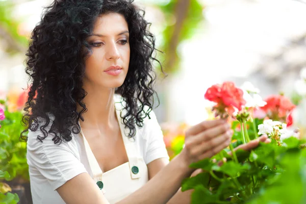 Hermosa florista femenina tocando algunas flores en un invernadero — Foto de Stock