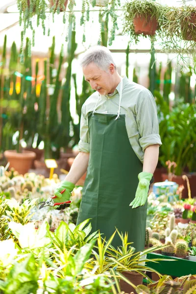 Senior gardener enjoying his plants — Stock Photo, Image