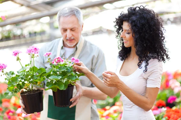 Mujer eligiendo flores en un invernadero — Foto de Stock
