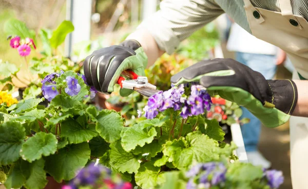 Gardener trimming a plant — Stock Photo, Image