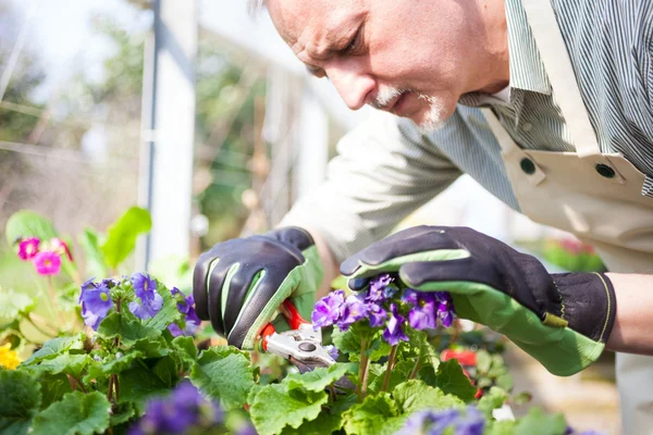 Gardener pruning a plant — Stock Photo, Image