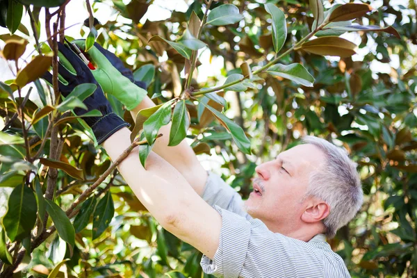 Jardineiro poda uma árvore — Fotografia de Stock