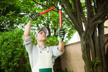 Gardener pruning a tree clipart