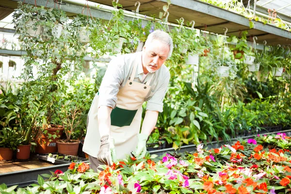 Gardener examining a plant — Stock Photo, Image
