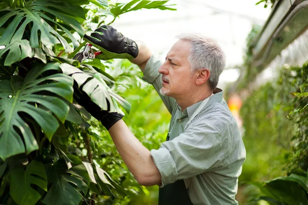 Gardener checking a plant — Stock Photo, Image