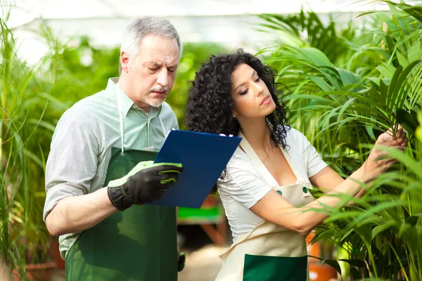 Рабочие, осматривающие растения в теплице — стоковое фото