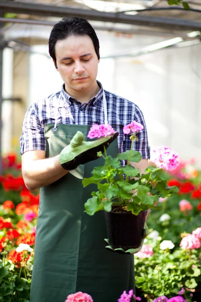 Gardener holding vase of flowers — Stock Photo, Image