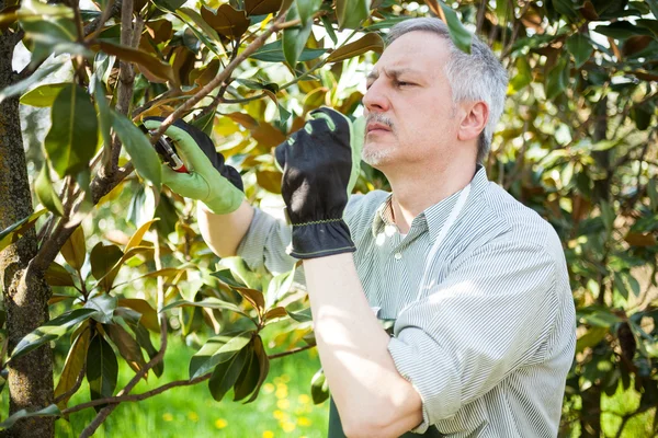 Man pruning a tree — Stock Photo, Image