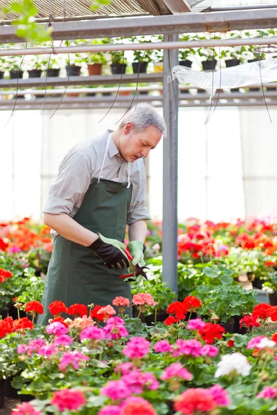 Gärtner beschneidet eine Pflanze — Stockfoto