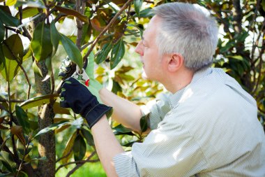 Bahçıvan ağaç budama