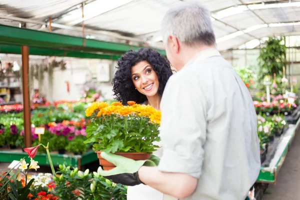 Greenhouse worker giving a plant to a customer — Stock Photo, Image