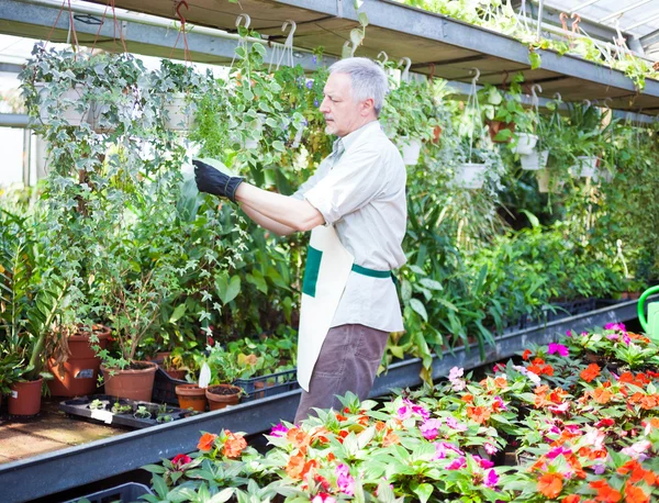 Jardinero examinando una planta en un invernadero — Foto de Stock