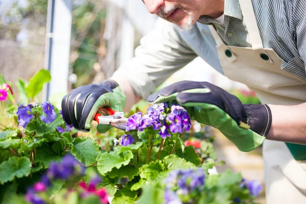 Gardener trimming a plant Stock Photo