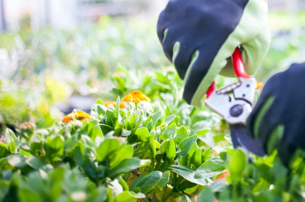 Greenhouse worker — Stock Photo, Image