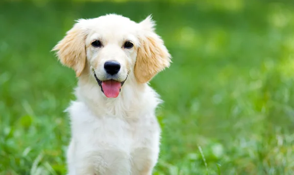 Cute golden retriever puppy — Stock Photo, Image