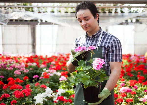 Man at work in greenhouse — Stock Photo, Image