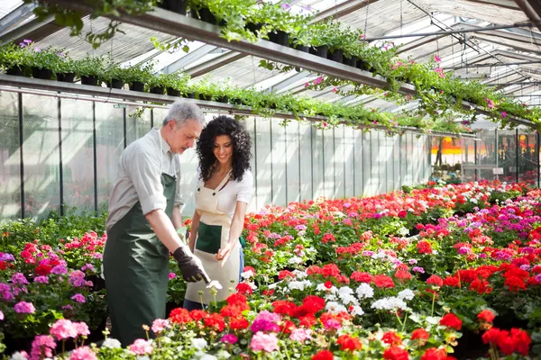 Femme demandant une plante — Photo