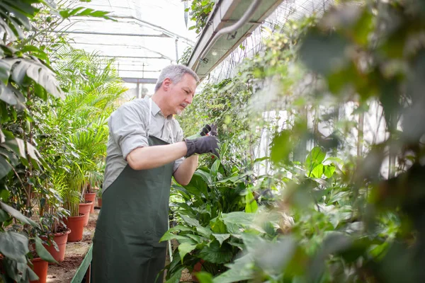 Greenhouse Worker Examining Plant — Stock Photo, Image