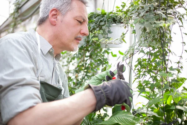 Trabajador Invernadero Examinando Una Planta — Foto de Stock