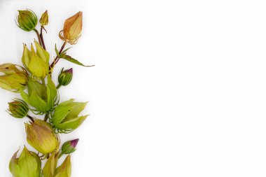 Düz görünüm bahar mevsimi çiçekleri ve beyaz arkaplanda yaprakların oluşturduğu bitki kompozisyonu yatıyordu