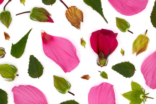 Vista Superior Patrón Colores Brillantes Flores Hibisco Brotes Hojas Tonos — Foto de Stock