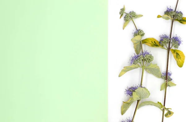 Puesta Plana Flores Primavera Hojas Hierbas Medicinales Sobre Fondo Blanco — Foto de Stock