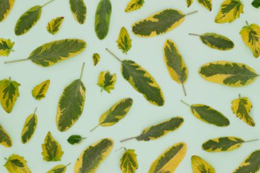 Adaçayı yapraklarının renk arkaplanı, şifalı bitkiler ve mis kokulu baharatlar, üst görünüm, düz yatış