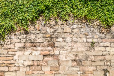 Old medieval wall covered by ivy clipart