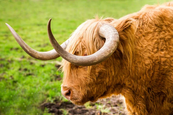 Nahaufnahme von Hochlandrindern in Glencoe — Stockfoto