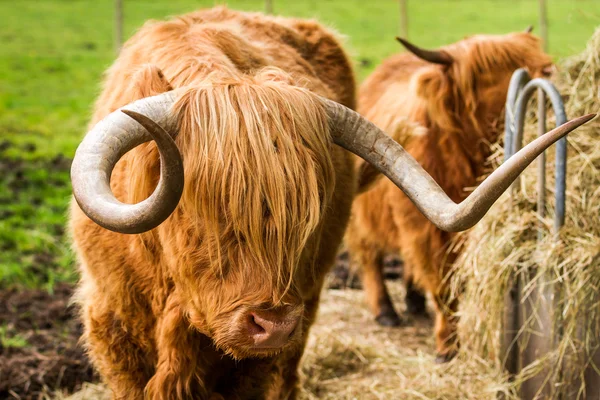 Les bovins des Highlands mangent du foin dans la cour — Photo