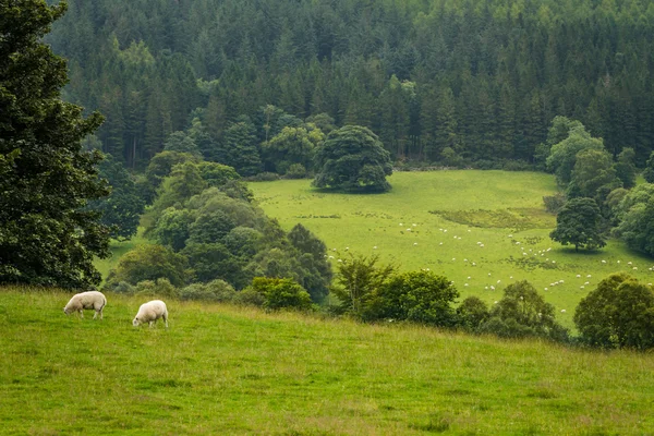 Stado owiec wypasanych na łące — Zdjęcie stockowe