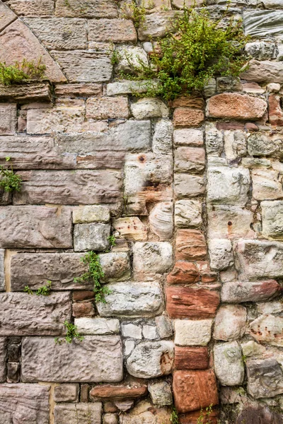 Old medieval wall covered with plants — Stock Photo, Image