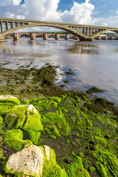 Mořské řasy na skále pod mostem v berwick-upon-tweed — Stock fotografie