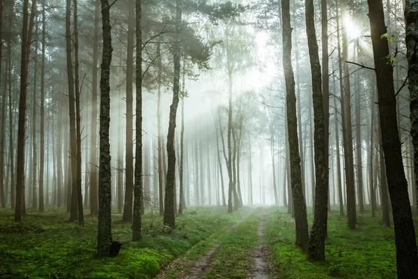 Footpath in foggy forest at sunrise — Stock Photo, Image