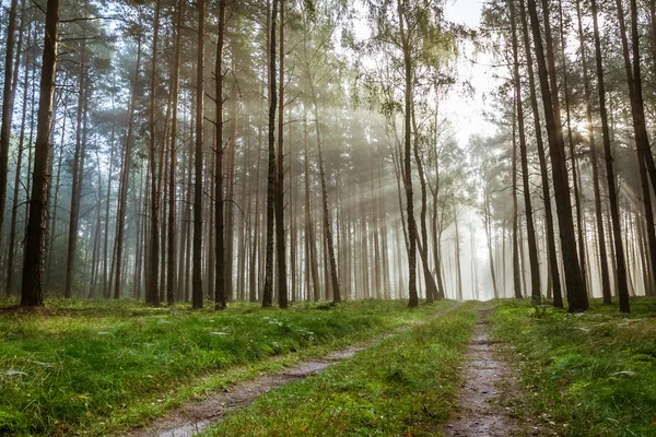 Autumn foothpath and foggy forest at sunrise — Stock Photo, Image