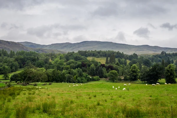 Ovejas en Escocia Highlands — Foto de Stock