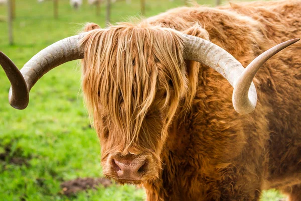 Primo piano degli Highland Cattle in Scozia — Foto Stock