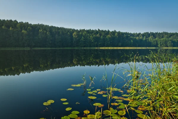 Reflexão florestal no lago no verão — Fotografia de Stock