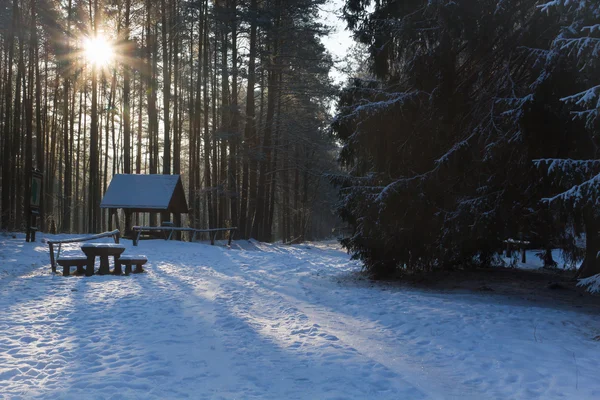 Camino en el bosque en invierno —  Fotos de Stock
