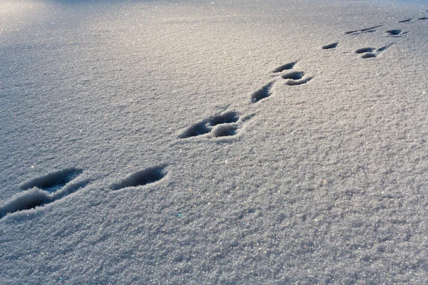 Footsteps on the snow in winter — Stock Photo, Image