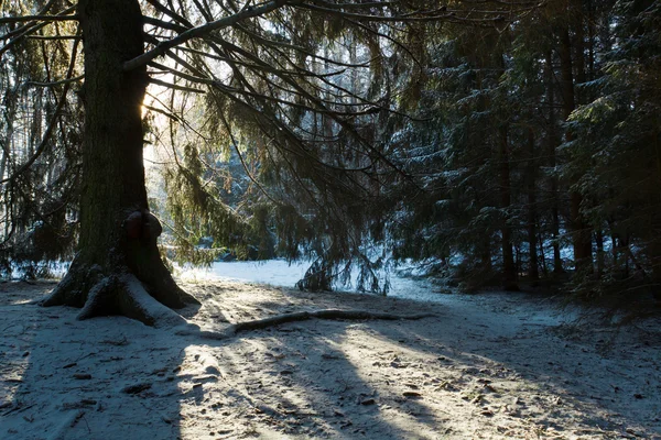Silueta del árbol en el bosque en invierno —  Fotos de Stock