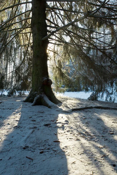 Silhouette des Baumes im Winter im Wald — Stockfoto