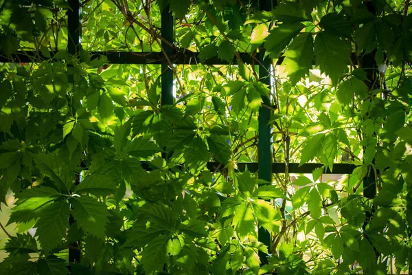 Rayo de luz solar a través de las vides verdes en el jardín —  Fotos de Stock