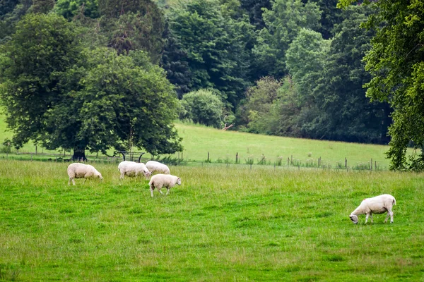 Ovelhas pastando no prado no verão — Fotografia de Stock
