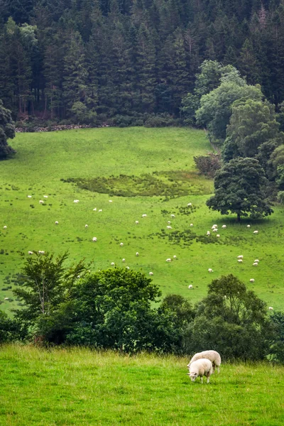 Schapen op de weide in Bergen — Stockfoto