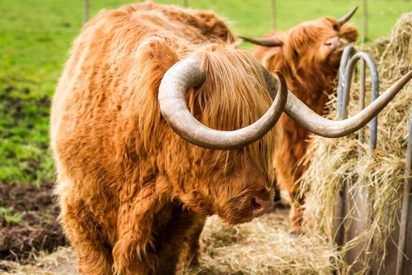 Skotský náhorní skot jíst seno na dvoře v létě — Stock fotografie